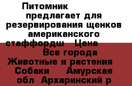 Питомник KURAT GRAD предлагает для резервирования щенков американского стаффордш › Цена ­ 25 000 - Все города Животные и растения » Собаки   . Амурская обл.,Архаринский р-н